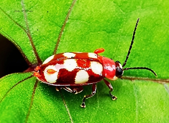 Omophoita quadrinotata