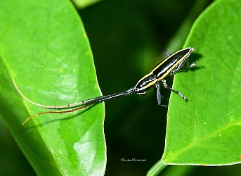 Ptychodes politus