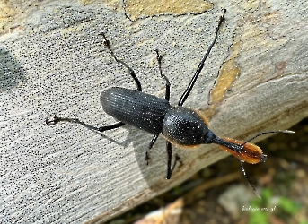 Rhinostomus barbirostris