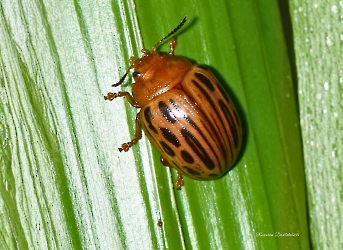 Stilodes neptis