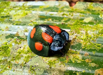 Stolas illustris