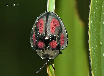 Stolas punicea