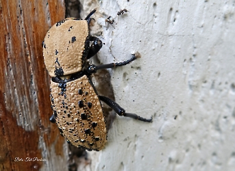 Zopherus chilensis