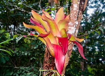 Aechmea mexicana