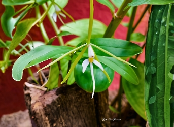 Epidendrum nocturnum