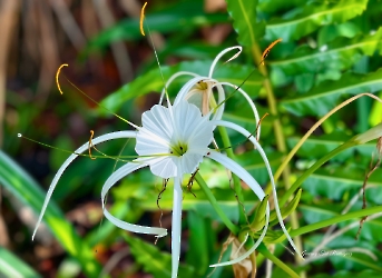 Hymenocallis littoralis