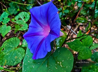 Flora