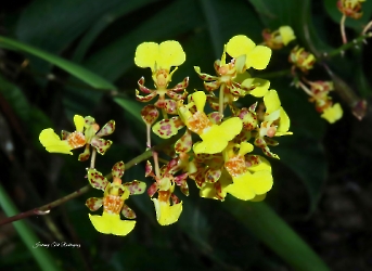 Trichocentrum ascendens