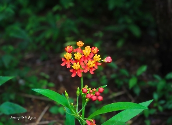 Asclepias curassavica
