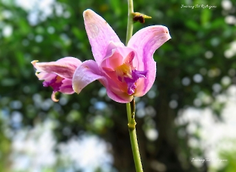 Bletia purpurea