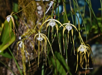 Brassavola appendiculata