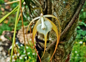 Flores de la selva