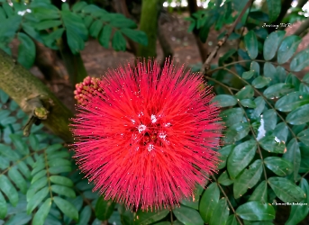 Calliandra trinervia