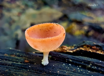 Cookeina sulcipes