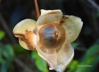 Distimake tuberosus