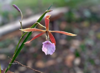 Encyclia bractescens