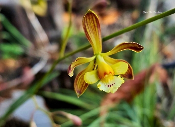Encyclia guatemalensis