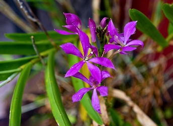 Flores de la selva