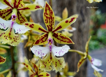 Flores de la selva