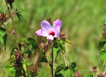Hibiscus costatus