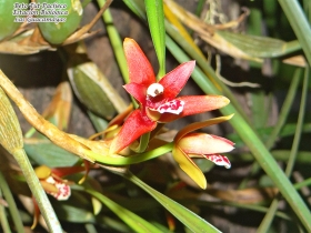 Maxilaria ternuifolia