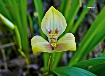 Maxillaria egertoniana