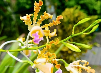 Myrmecophila christinae