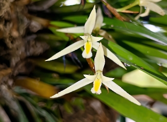 Flores de la selva