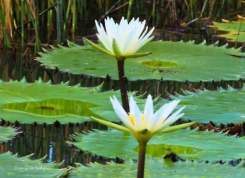 Nymphaea ampla