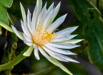 Flores de la selva