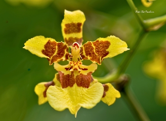 Flores de la selva