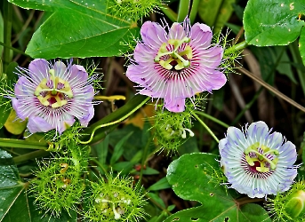 Flores de la selva