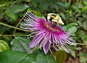 Passiflora serratifolia