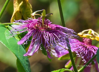 Passiflora serratifolia_Granadilla