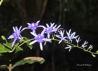 Petrea volubilis-bejuco de ajo