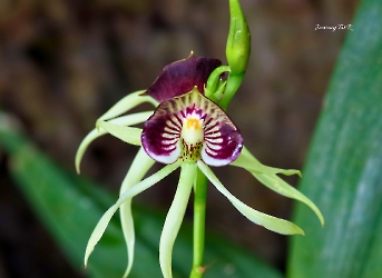 Flores de la selva