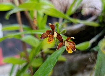Flores de la selva