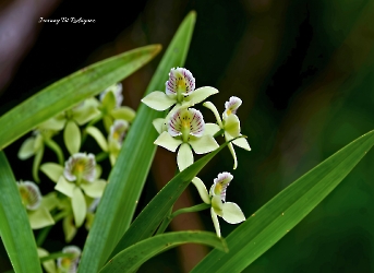 Prosthechea Radiata