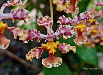Trichocentrum luridum