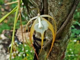 Flores de la selva