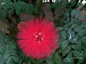 Calliandra haematocephala