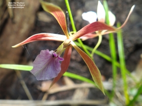 Encyclia bractescens