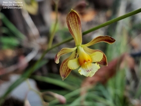 Encyclia guatemalensis