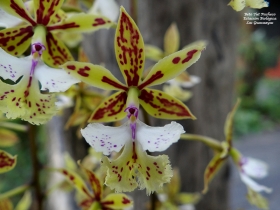 Epidendrum stanfordianum