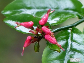 Euphorbia tithymaloides