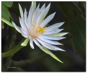 Ninfa _Nymphaea pulchella