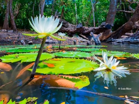 Flores de la selva