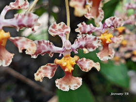 Flores de la selva