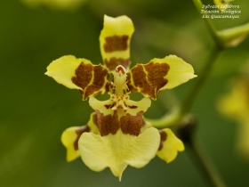 Flores de la selva