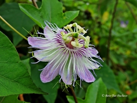 Flores de la selva